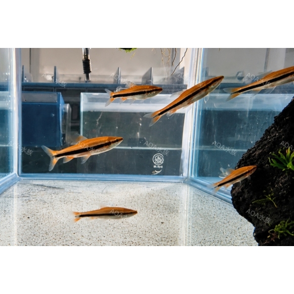 酒紅鉛筆燈／燈魚