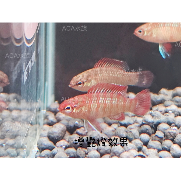 火焰變色龍／小型慈鯛