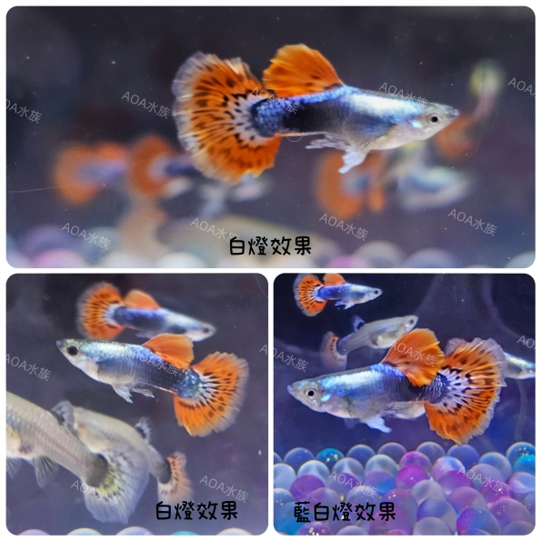 白金紅馬賽克大耳孔雀魚