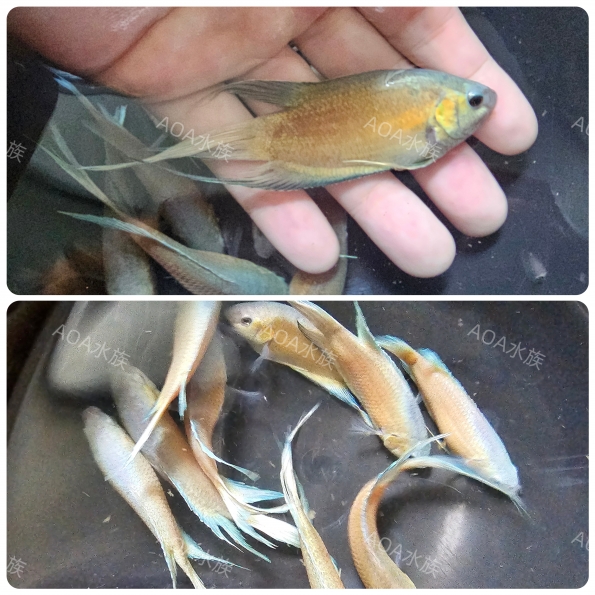 澳洲火焰彩兔