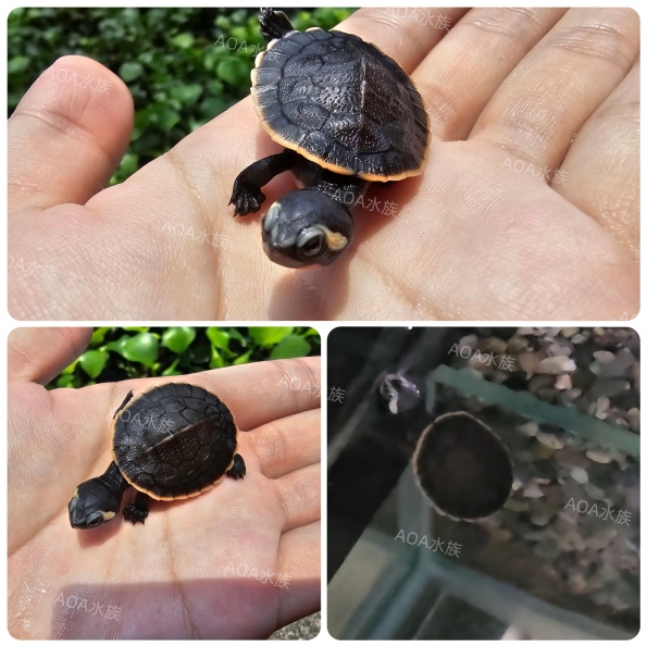 紅腹側頸龜