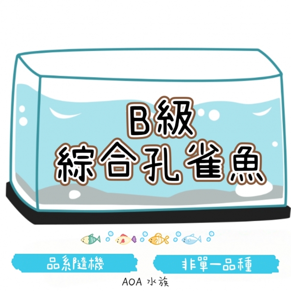 B級綜合孔雀魚