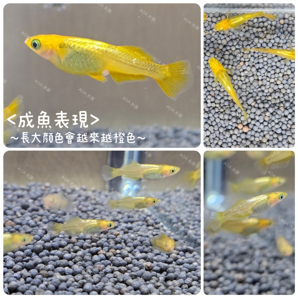 橙甲光稻田魚