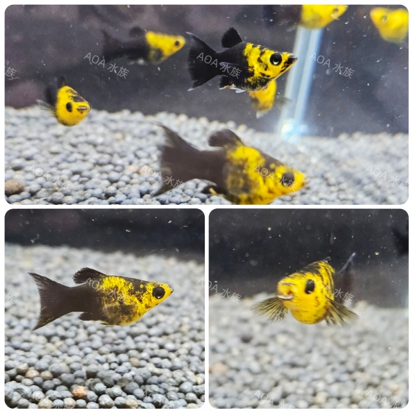 布丁天鵝／球魚