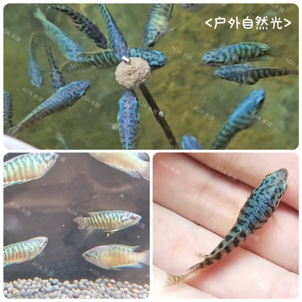 藍龍紋蓋斑鬥魚
