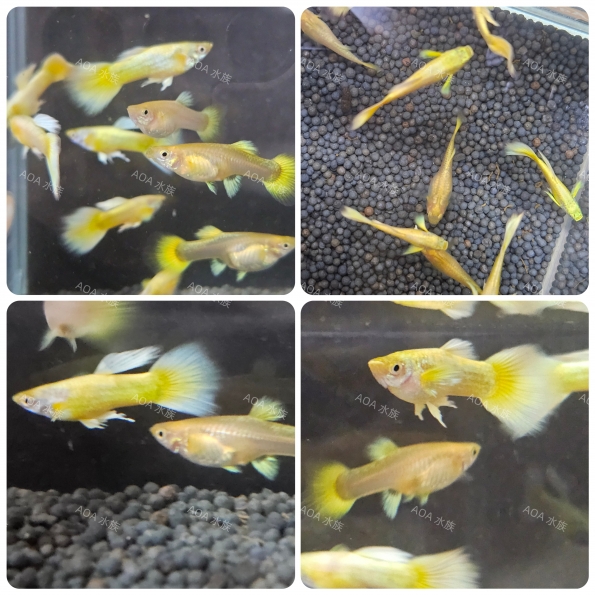 黃金甲孔雀魚