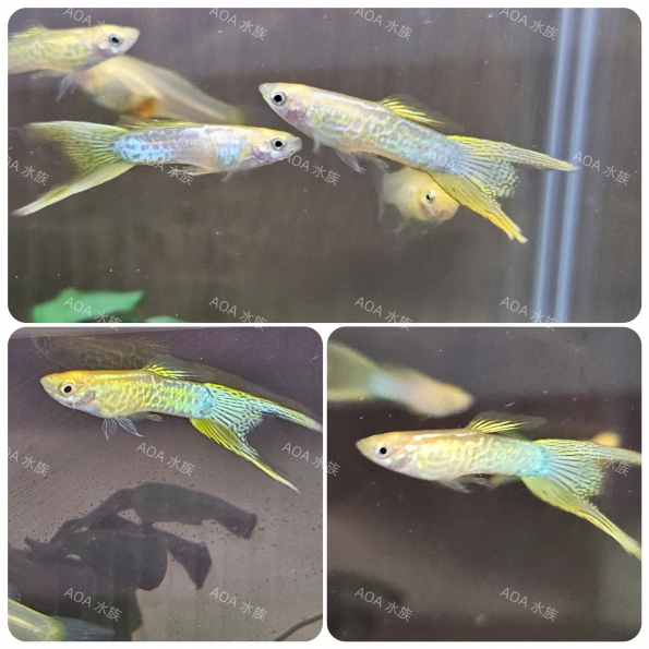 黃化藍蕾絲雙劍／亞成魚（一對）