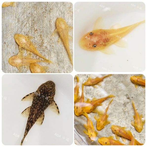 藍眼鬍子／紅鬍子／24k紅眼鬍子／紅眼鬍子／雪花鬍子／／異形