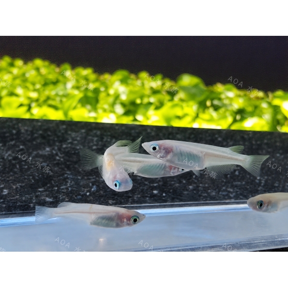 銀白稻田魚