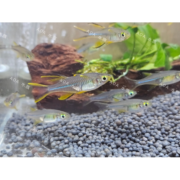 霓虹燕子