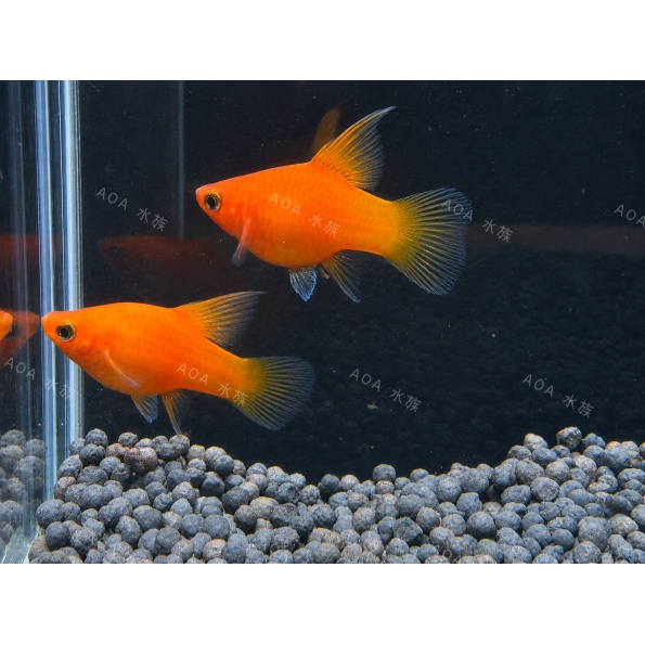 大帆紅球