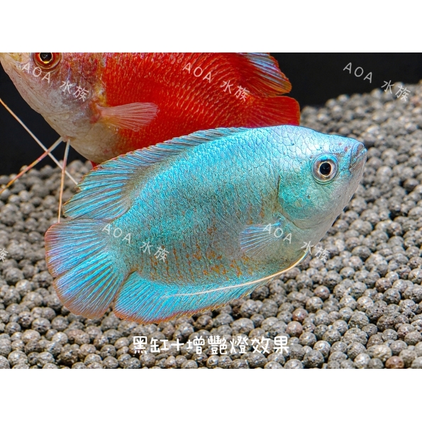 一片藍麗麗／鬥魚
