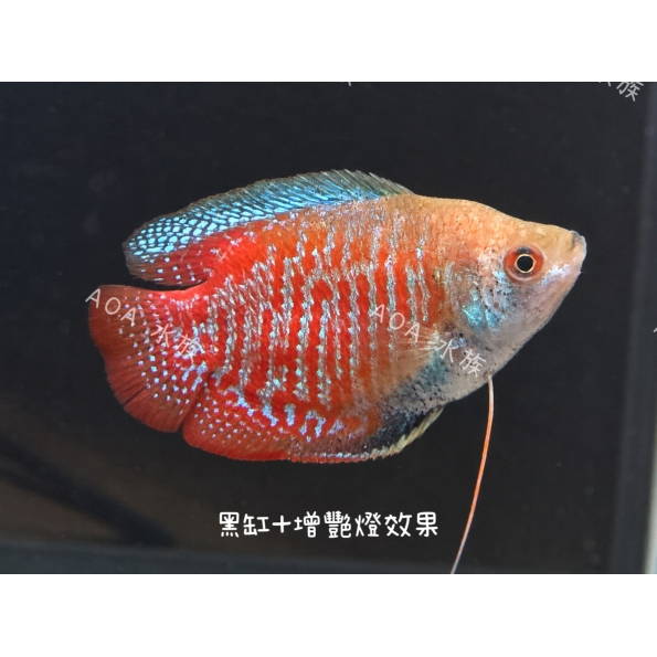 電光紅麗麗／鬥魚