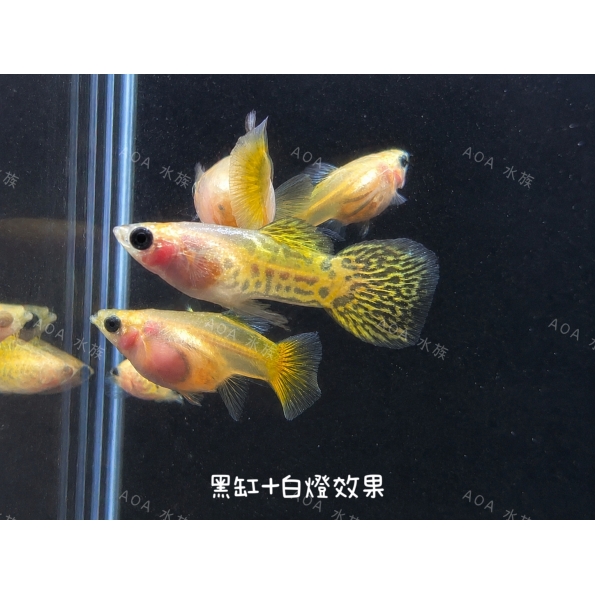 短身黃蕾絲黑眼豆豆孔雀魚