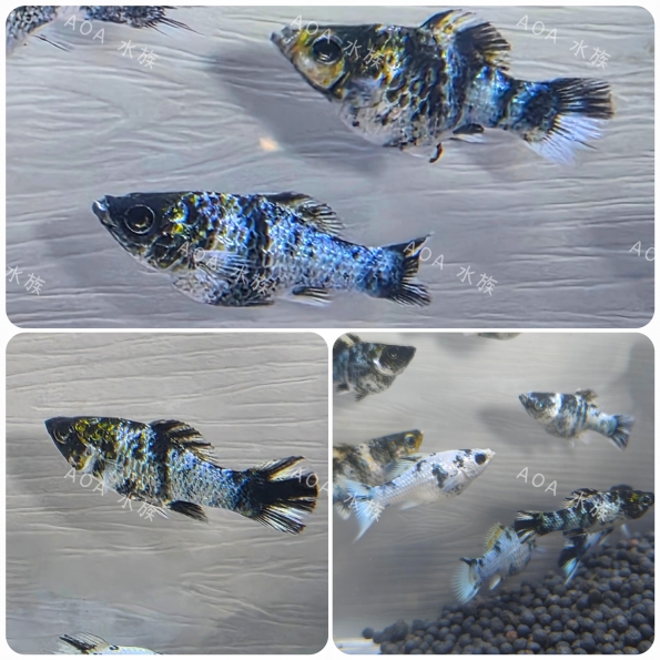 B級斑馬茉莉魚