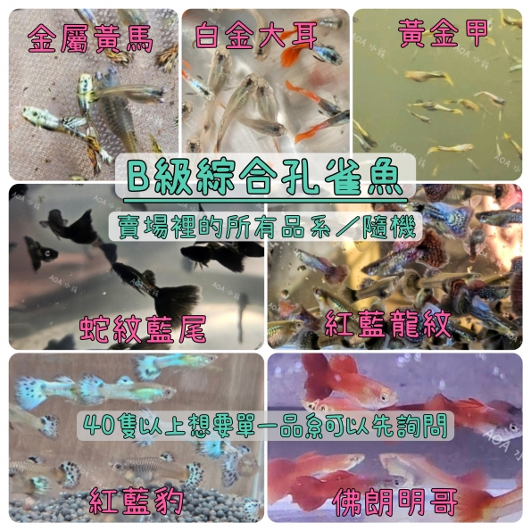B級綜合孔雀魚