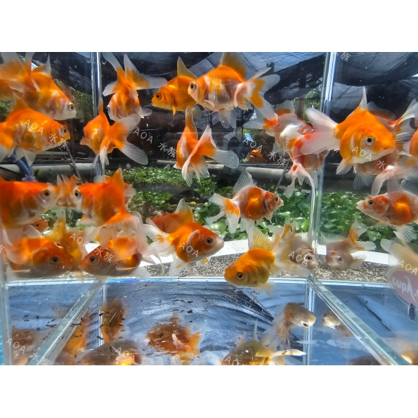 泰獅小金魚