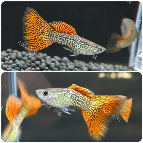 紅蕾絲蛇王孔雀魚