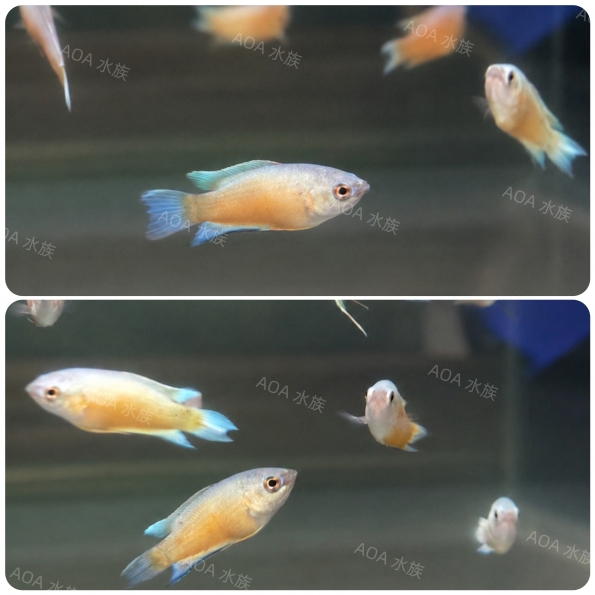 澳洲火焰彩兔