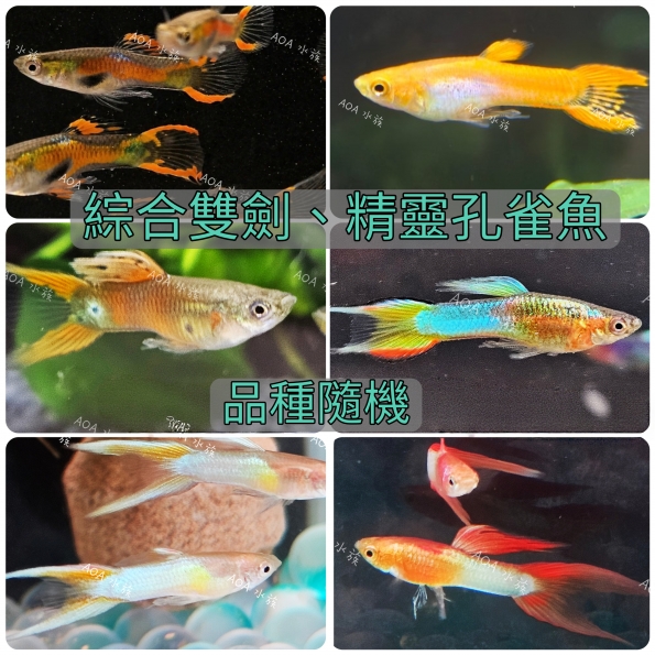 綜合雙劍、精靈孔雀魚
