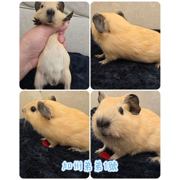 加州天竺鼠
