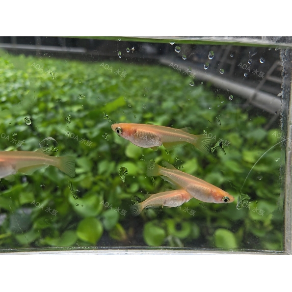 粉紅稻田魚