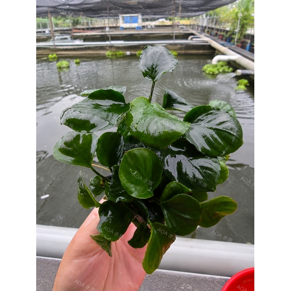 圓葉小榕