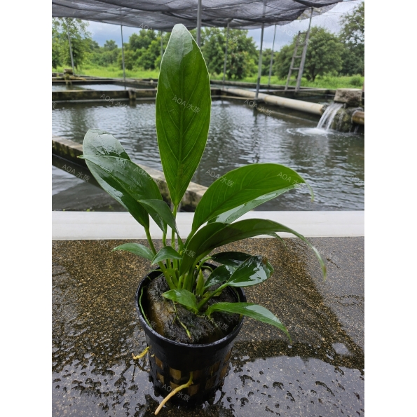小尖葉榕