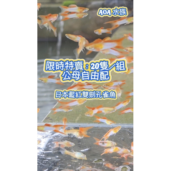 日本藍紅雙劍孔雀魚