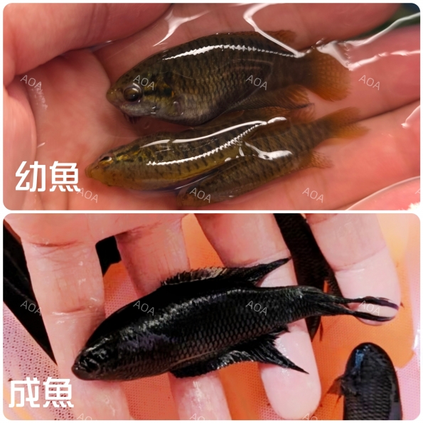 藍珍珠天堂鳥/鬥魚
