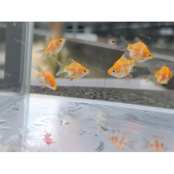金糰子／短身四間／鯽魚