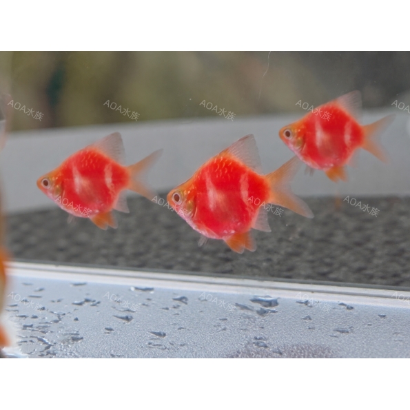 粉紅糰子／短身四間／鯽魚