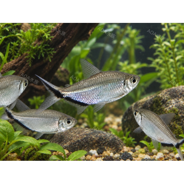 黑勾尾燈／燈魚