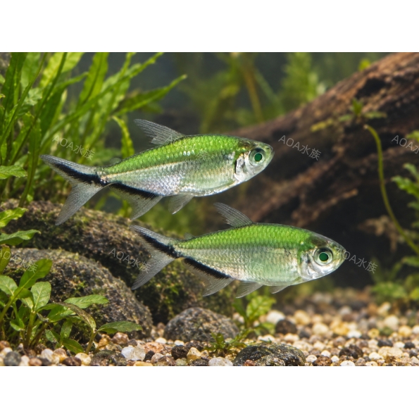 螢光綠黑勾尾燈／燈魚