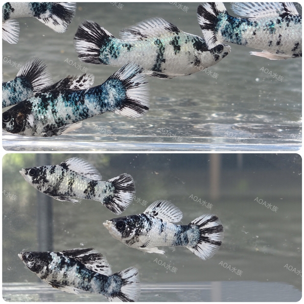 斑馬茉莉魚