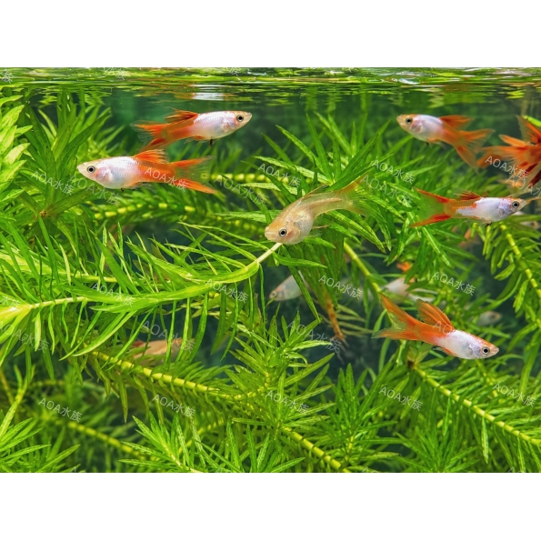 艾爾銀紅雙劍孔雀魚